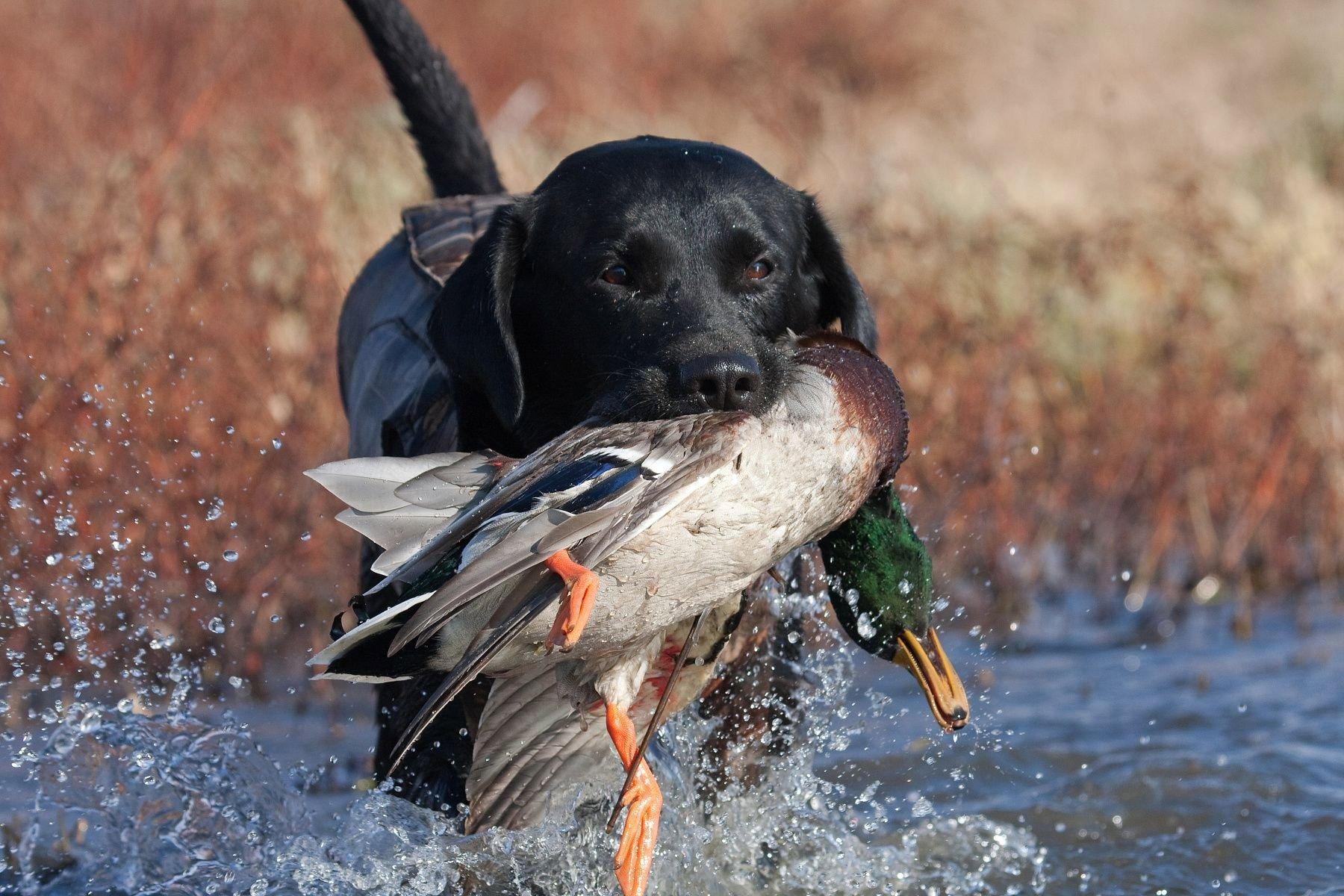Den korthårede pointer er en jagthund, eller rettere sagt en pegehund, det vil sige, at den tager stilling til fugle og smådyr.