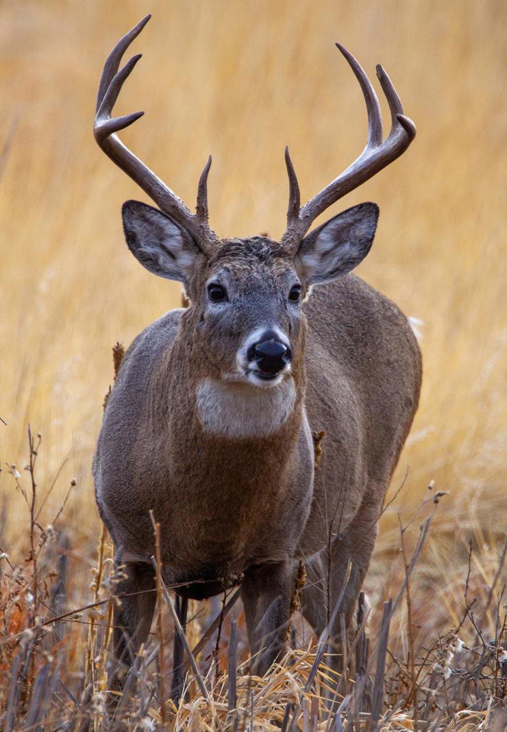 3 Top States for DIY Big Buck Hunters