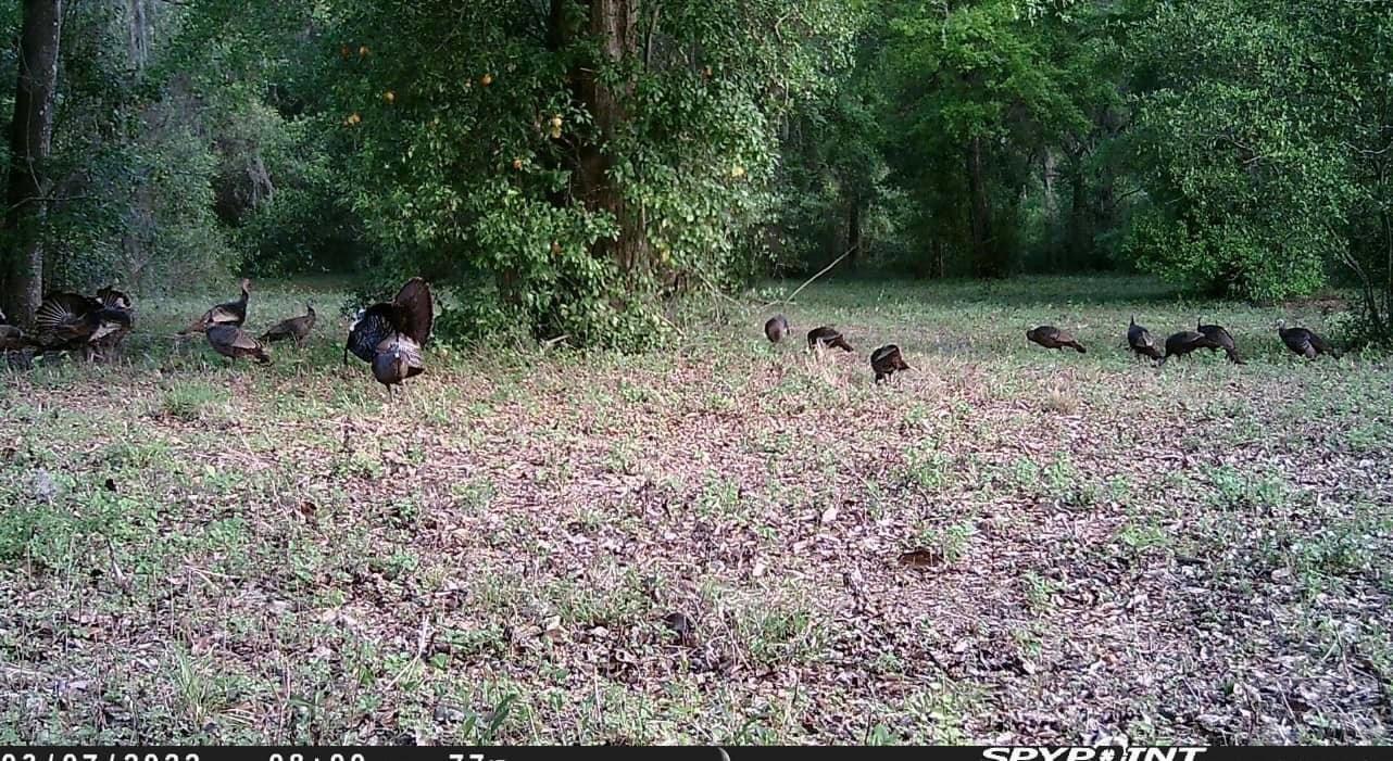 Had an incredible 2023 Osceola turkey season.