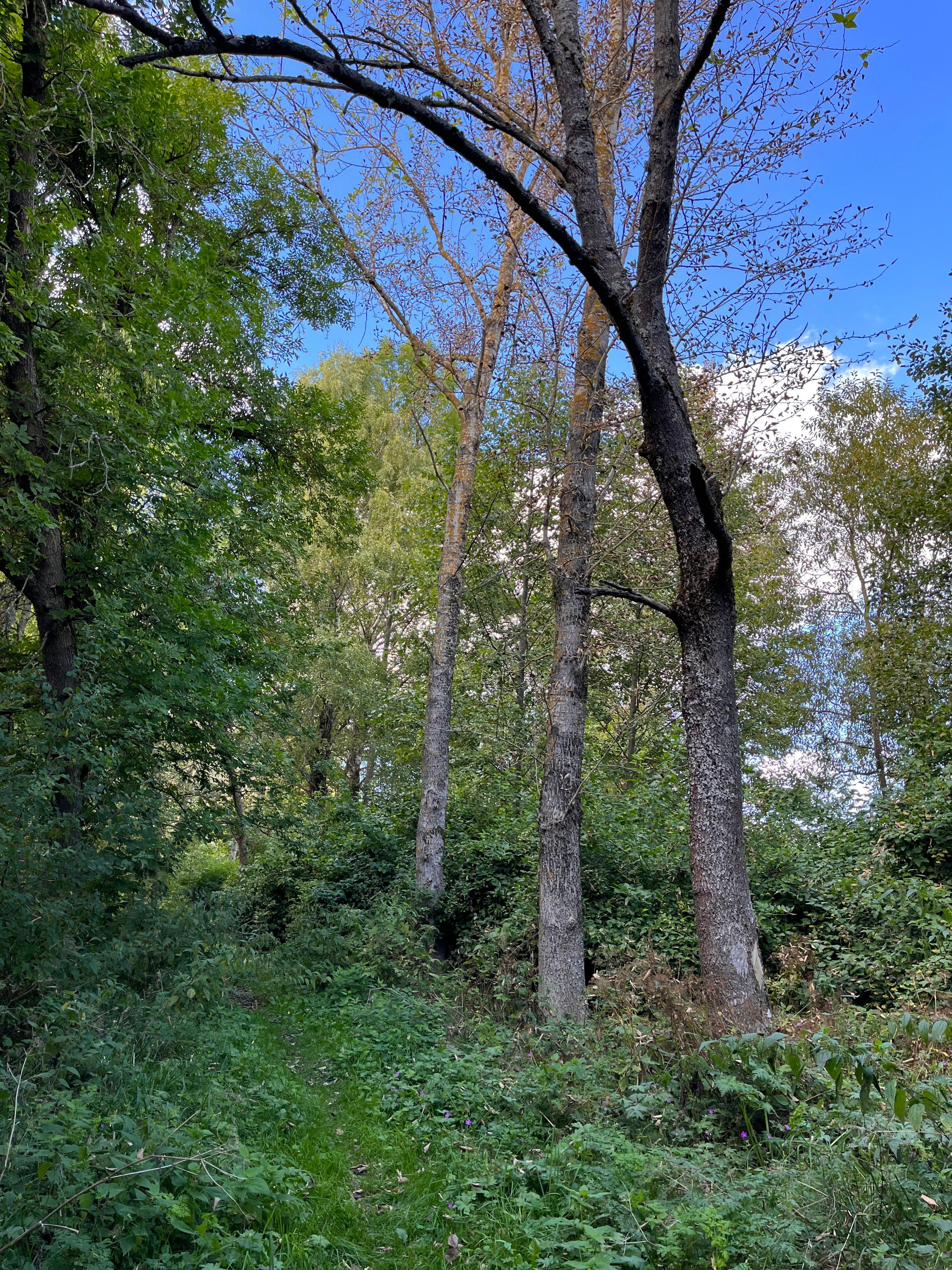 forest 🌳