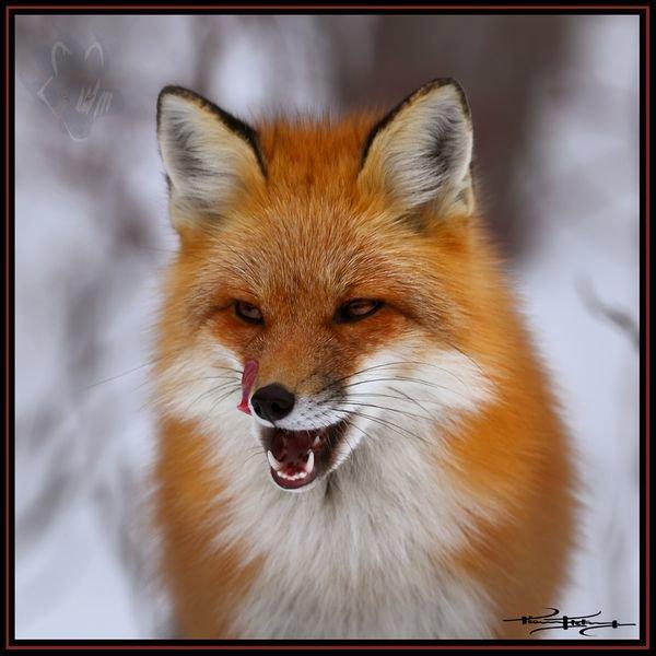 Renard roux - Red Fox
