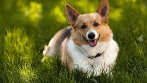 Милоты в ленту