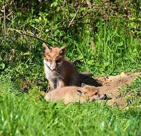 Quelques photos des loulous au soleil 🦊☀️💤