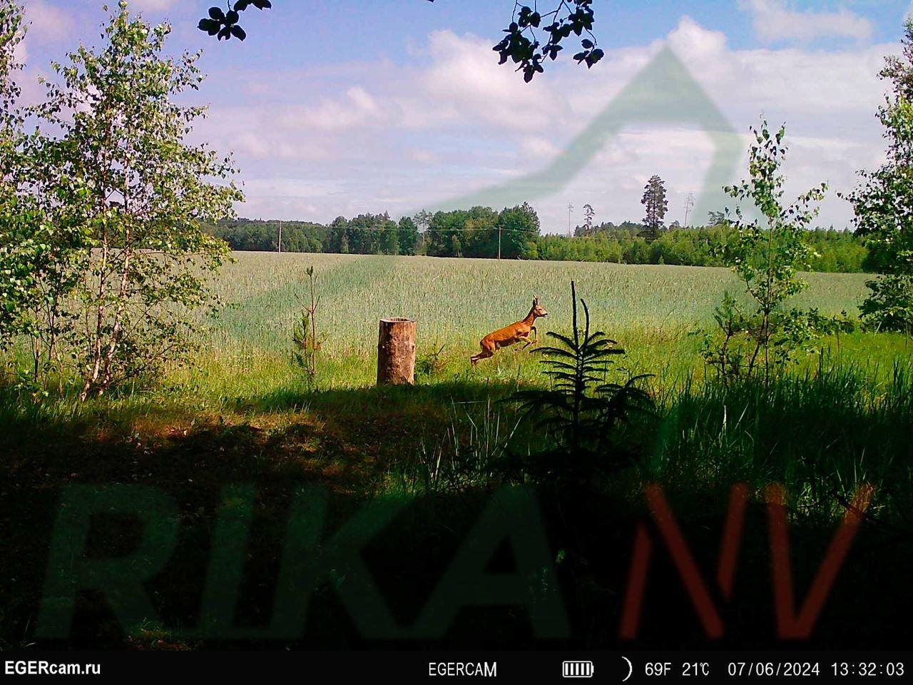 🦌📸Fotozamka na terenu nastavlja oduševljavati prekrasnim snimkama