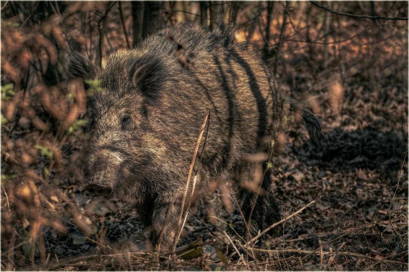 Wild Boar 🐗