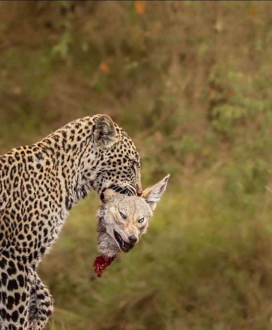 Animal.