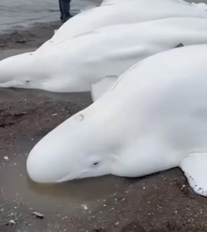 ベルーガの家族がカムチャツカの北に上陸しました。 ティギール川の河口で、釣りから戻ってきた漁師によって4匹の成虫と1匹のカブが発見されました。 彼らは潮が上がり始める前でさえ、水で動物に水をやり、魚に餌をやり始めました。 すべてのベルーガはなんとか生き続け、オホーツク海に泳ぎました。 地元当局は現在、漁師に感謝の手紙を送る準備をしています。