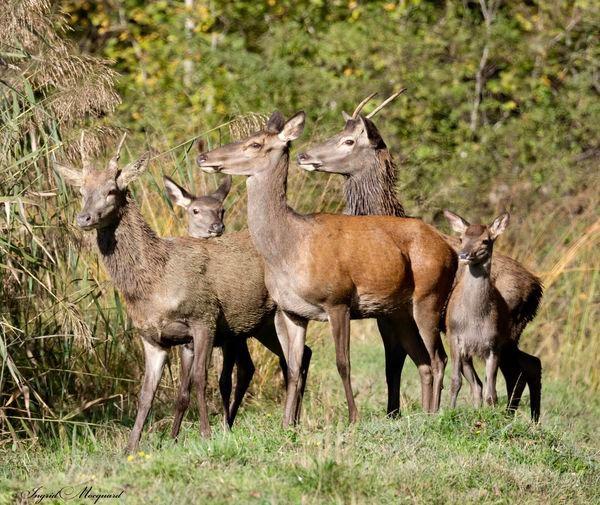 Moments magiques et inoubliables offerts par mère nature que je partage avec vous tous 🙏🍃✨🦌