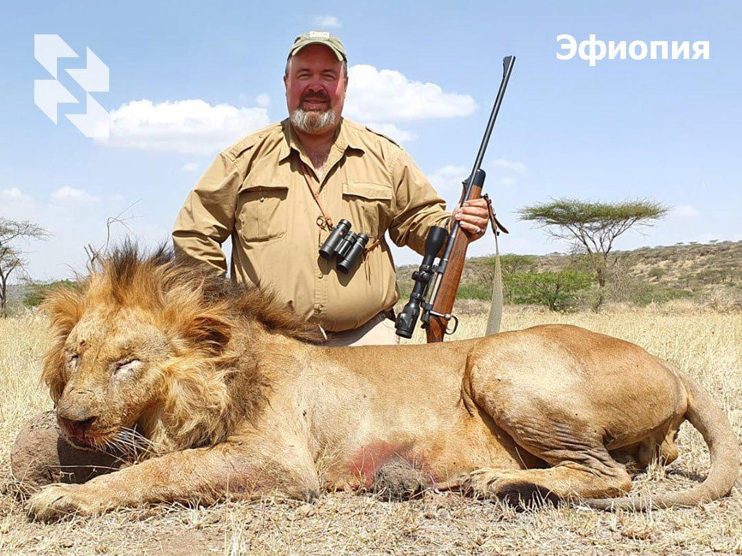 The African Lion — the Central Trophy of Your Hunting Collection