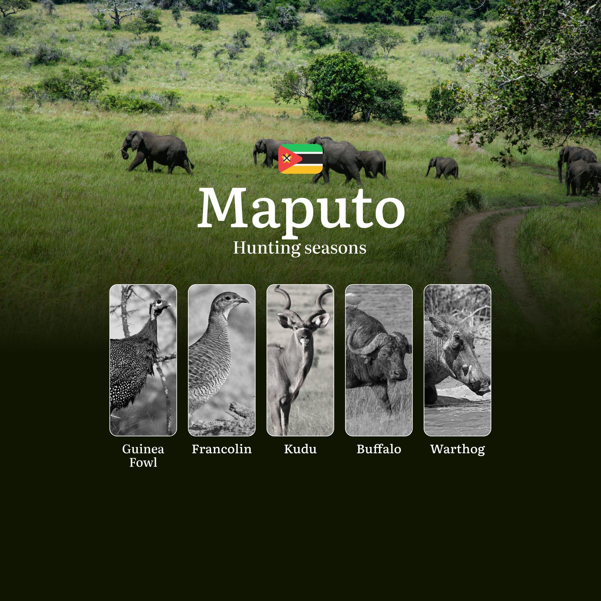 The Best Hunting Seasons in Maputo, Mozambique: Regulations, Licenses, and Prime Times for Trophy Game