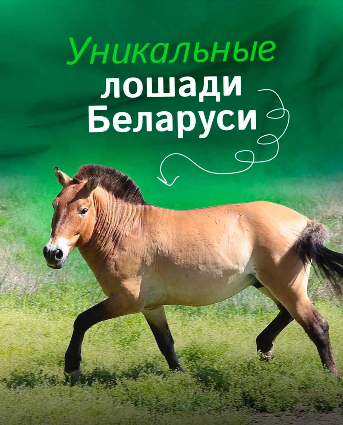 Более 150 тарпановидных лошадей и уникальные лошади Пржевальского обитают в заповедниках Беларуси!