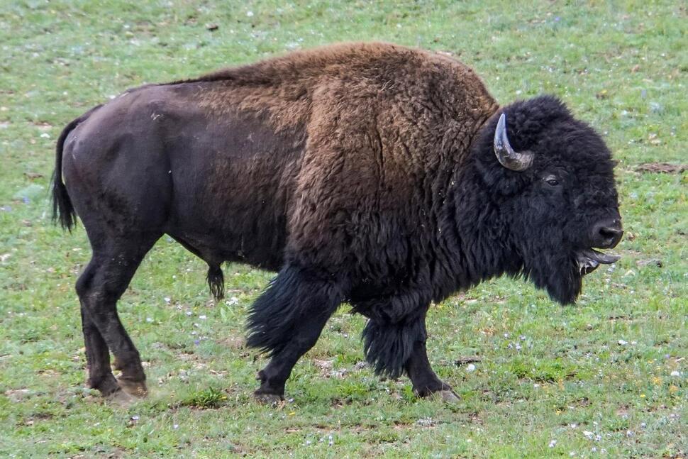 Grand Canyon Won't Seek Volunteers to Kill Bison This Fall