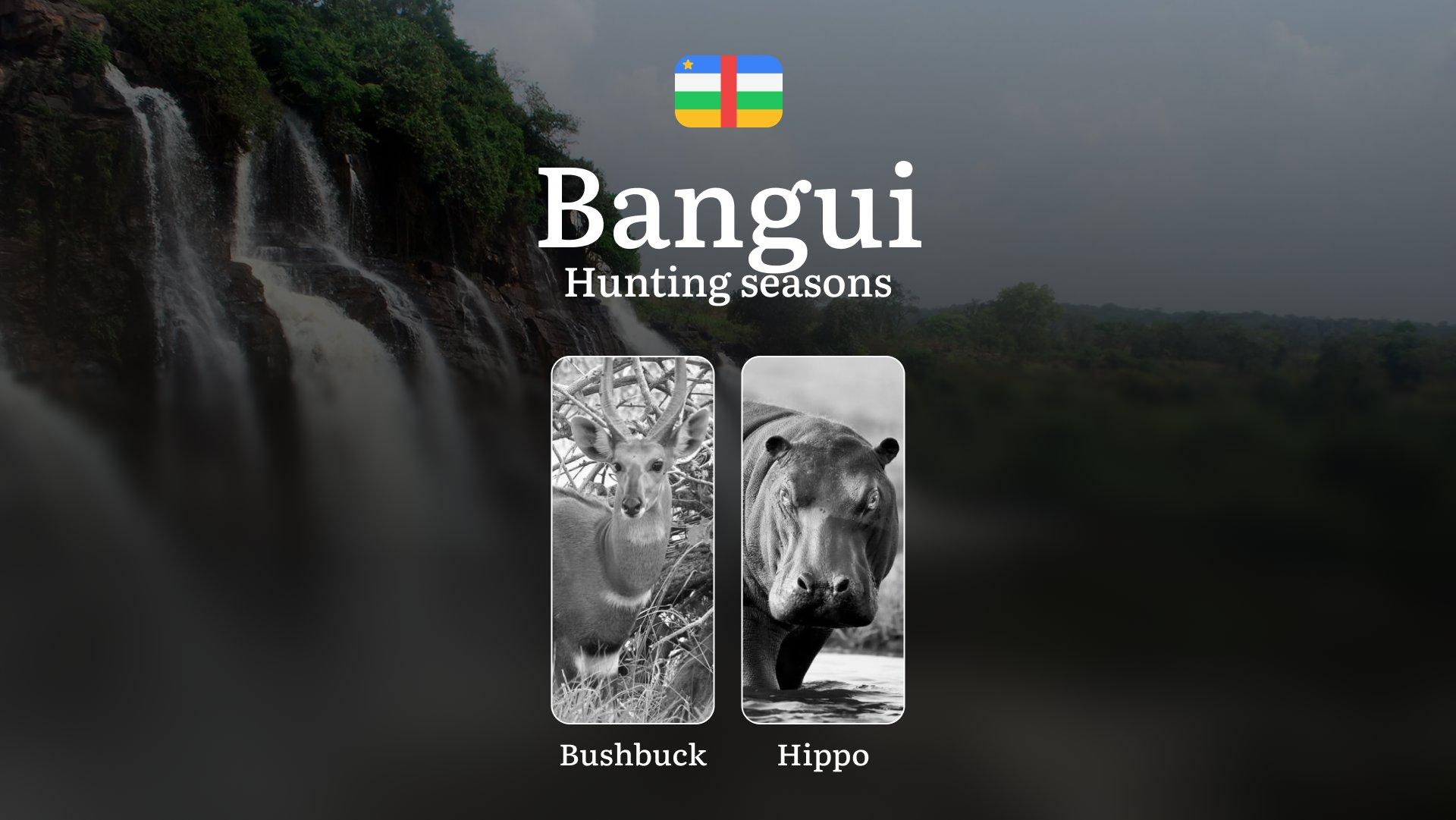 Hunting Through the Seasons in Bangui: Rules, Permits & Cultural Events and Traditions