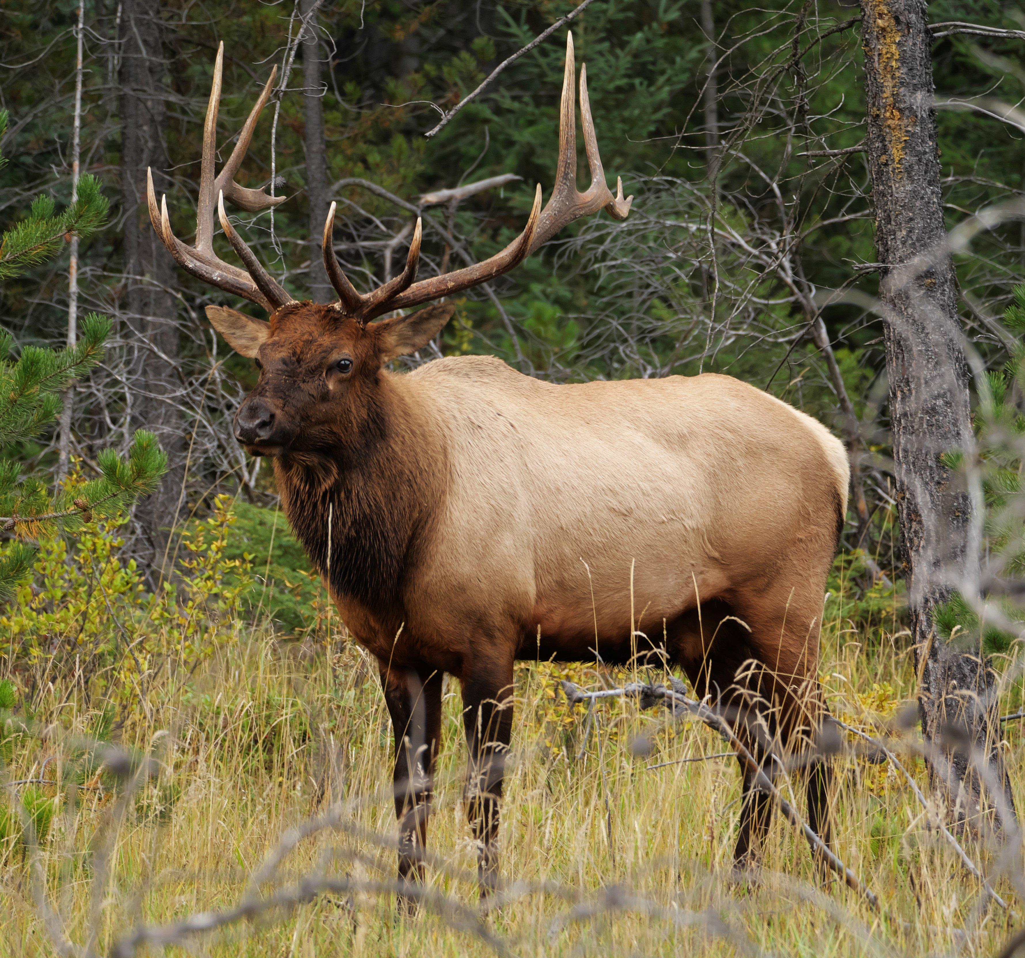 Hardest Deer to Hunt