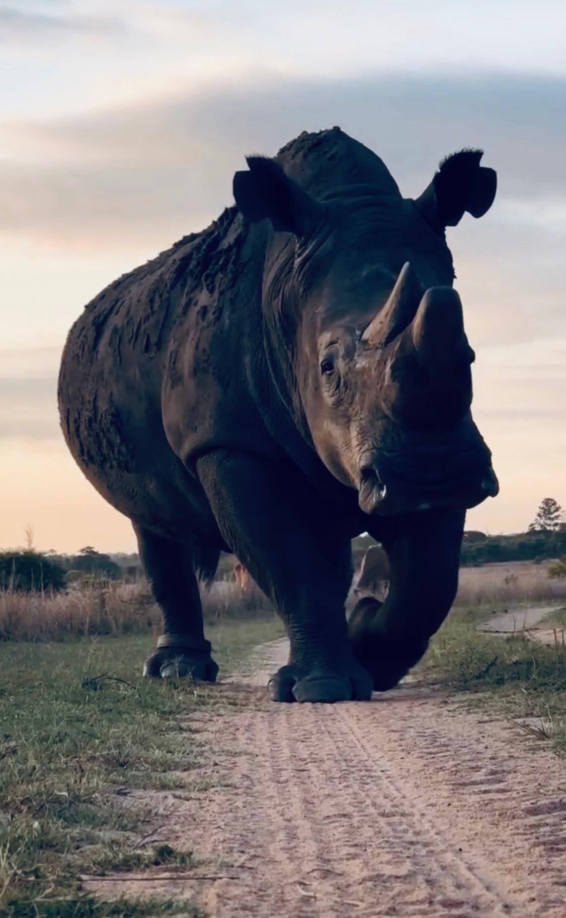 Rhino Hunting in Africa: A Comprehensive Guide for the Experienced Hunter