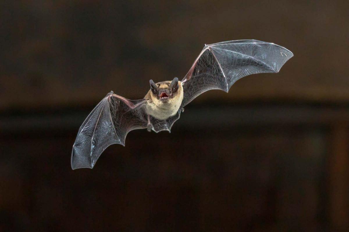 Viruset rabies skyldes et retrovirus fra Rhabdoviridae-familien, der angriber centralnervesystemet hos pattedyr.