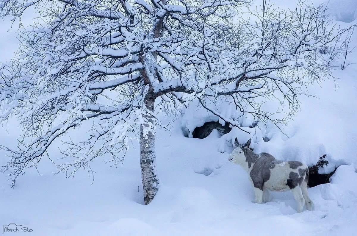 Remembering the rare Piebald Moose that was photographed by Thomas Morch in eastern Norway.