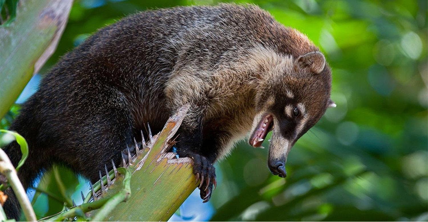 Nosukhi eller coati (lat.