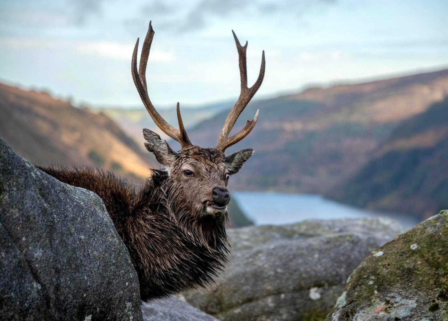 A mature County Wicklow Mountain Sika/ Red hybrid stag poses for the photographer