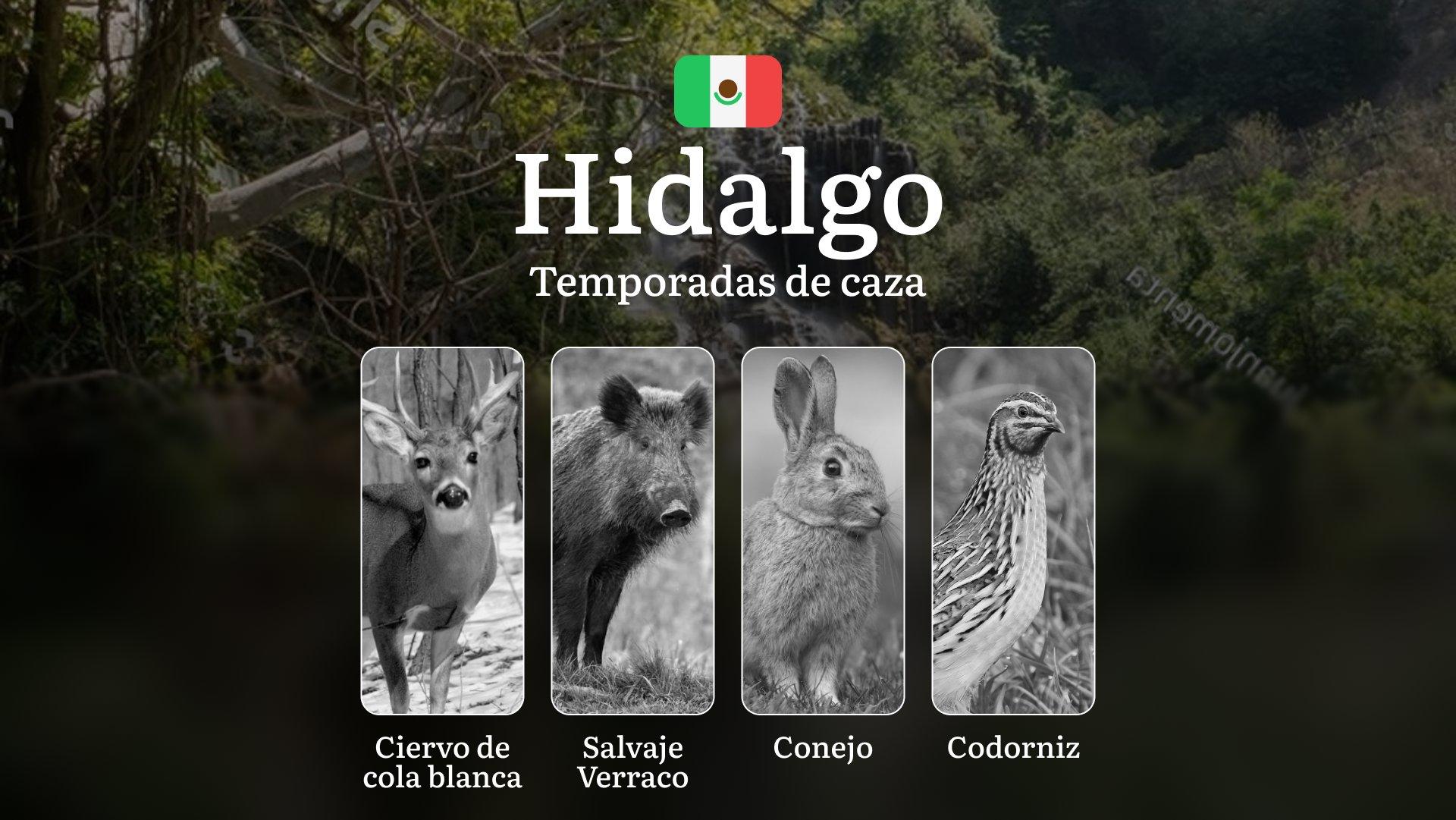 Temporadas y períodos de caza en Hidalgo: Patrones Estacionales, Regulaciones y Licencias para Cazadore
