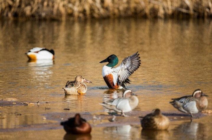 Ставропольский край вводит запрет весенней охоты на водоплавающих