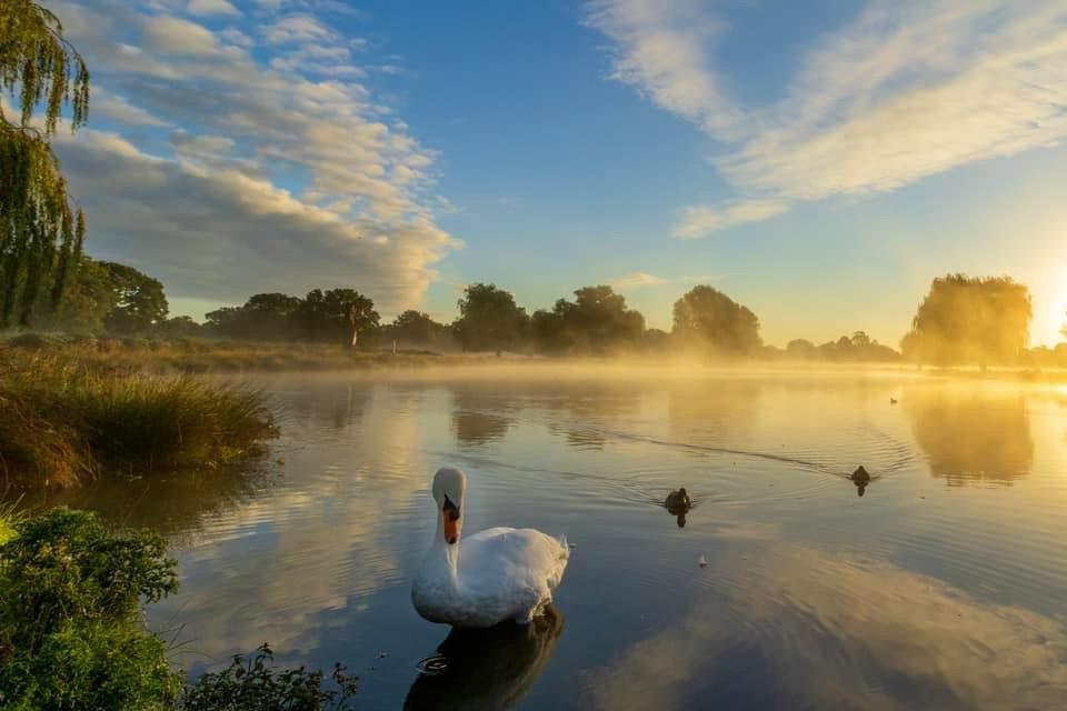 A Wonderful Start to the Day at Bushy Park's Leg of Mutton Pond - 28.09.24