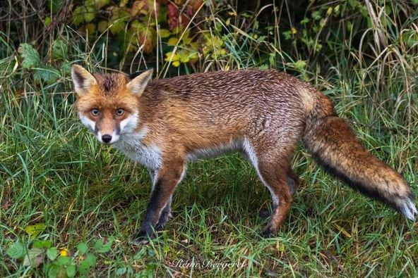 Maître renard 🥰 un peu humide par ce temps!