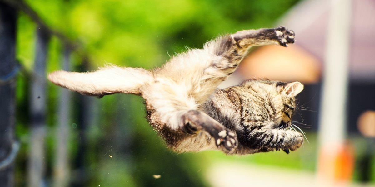 Why do cats play with their prey?