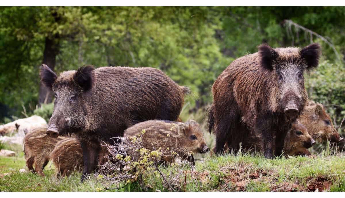 Faune et chasse: le sanglier