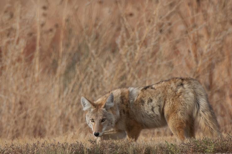 Tips for Nighttime Predator Hunters