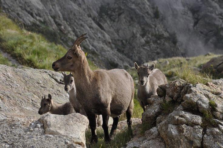 Summary of National Hunting Regulations: Andorra