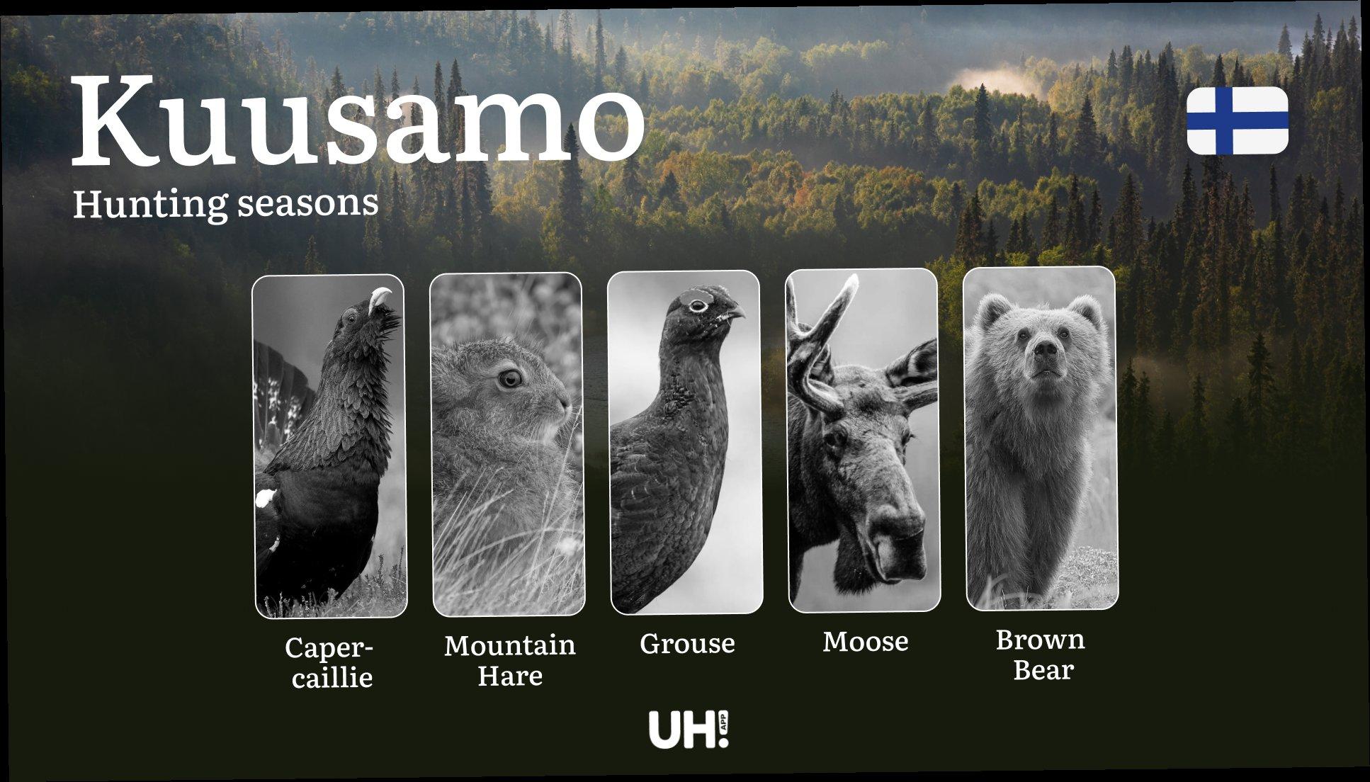 Hunting Seasons in KUUSAMO: Key Dates, Optimal Hunting Periods, Vital Regulations, Licensing Process and Requirements