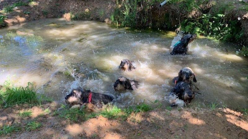 🌡🌡Il fait chaud 🤒pour nos compagnons et nos adhérents, les nivernais ardéchois prennent la fraîcheur dans leur parc d'ébat.