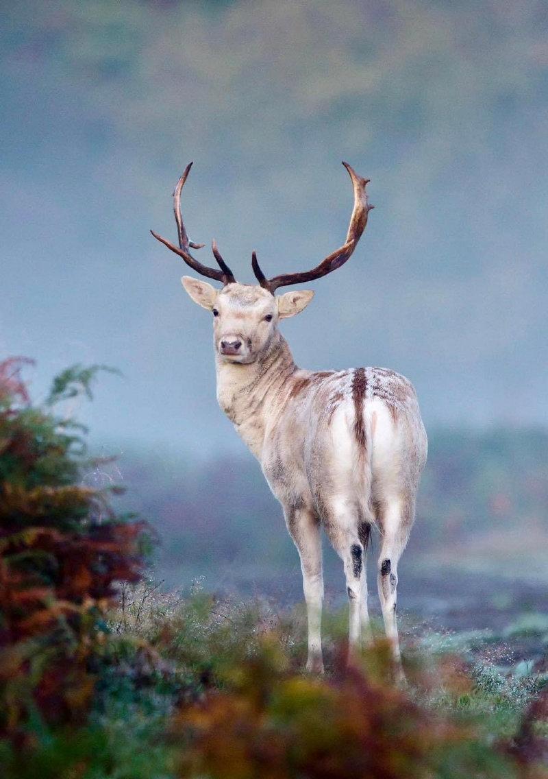 A fantastic photograph of an alert white Fallow buck.