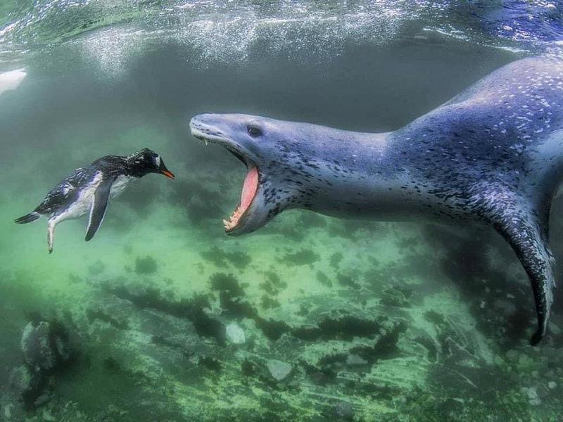 wildlife