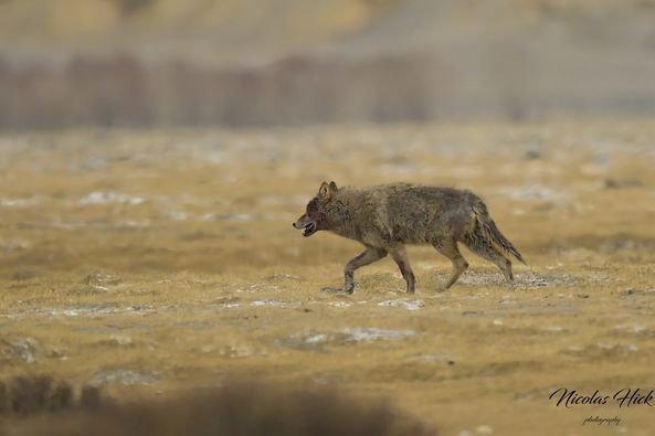 Nouveau sur le groupe, quelques photos de loups sur le plateau du Changtang (janvier2024) pas d'appâts, pas d'affut uniquement de l'approche.