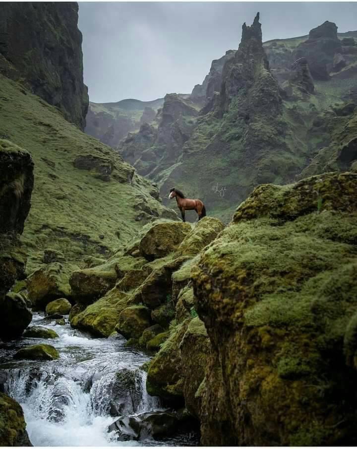 Icelandic Horse