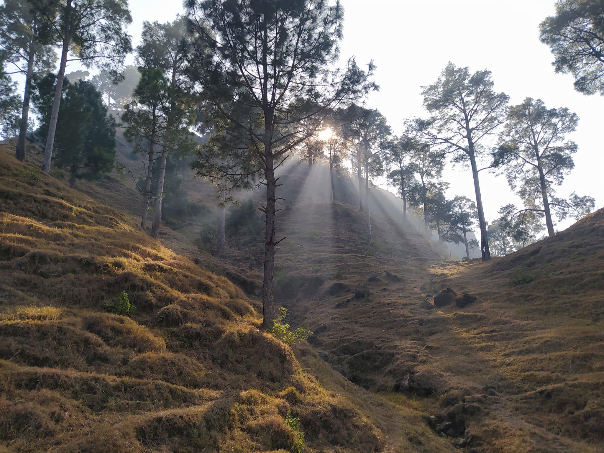 Woods talking, Kashmir, Pakistan