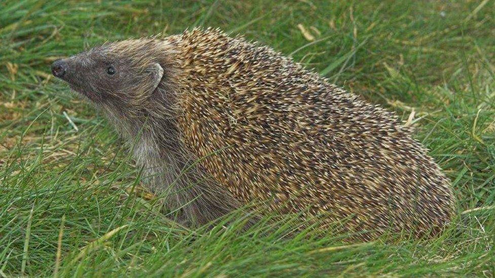 Der Igel, ein faszinierendes und charmantes Geschöpf, bewegt sich mit seinen stacheligen Härchen durch Gärten, Wälder und manchmal sogar städtische Umgebungen.