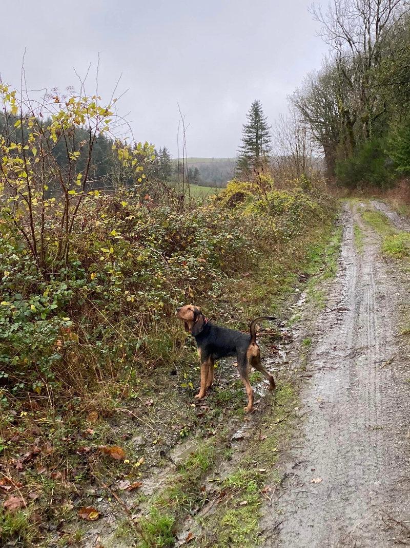 Ein paar Welpen von engen Eltern und komplett auf der Wildschweingasse zu reservieren.