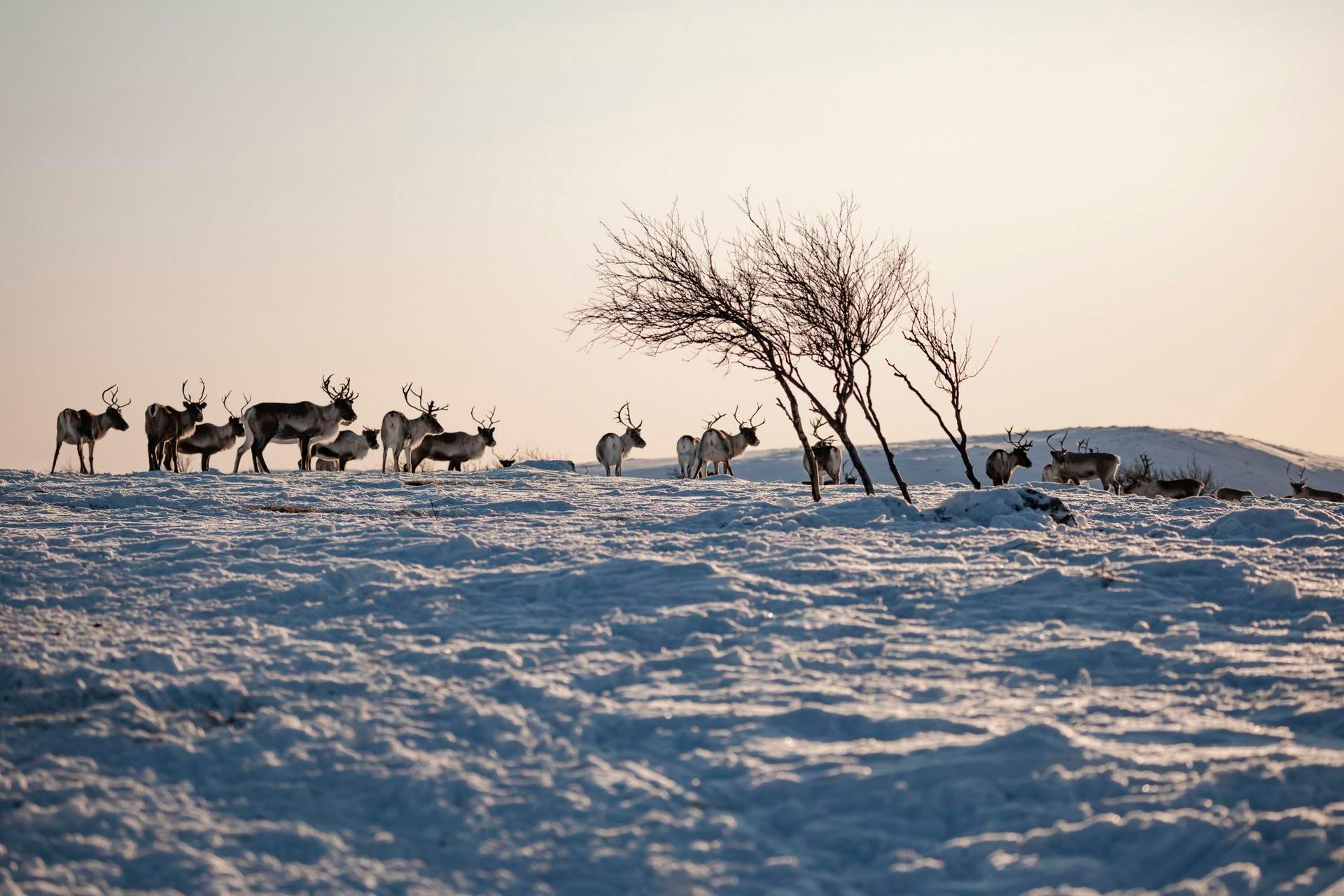 Utsjoki Hunting: Clubs and Communities, Geography, Demographics, Legislation, and Seasons