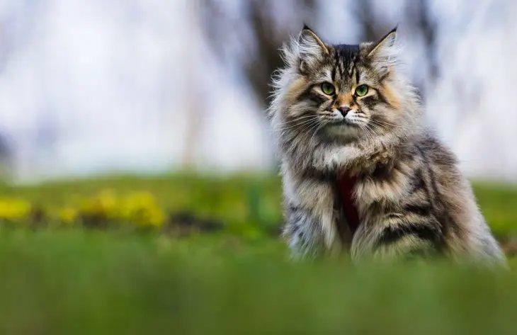 Какая порода кошек способна охотиться на ядовитых змей и зайцев: вы удивитесь!