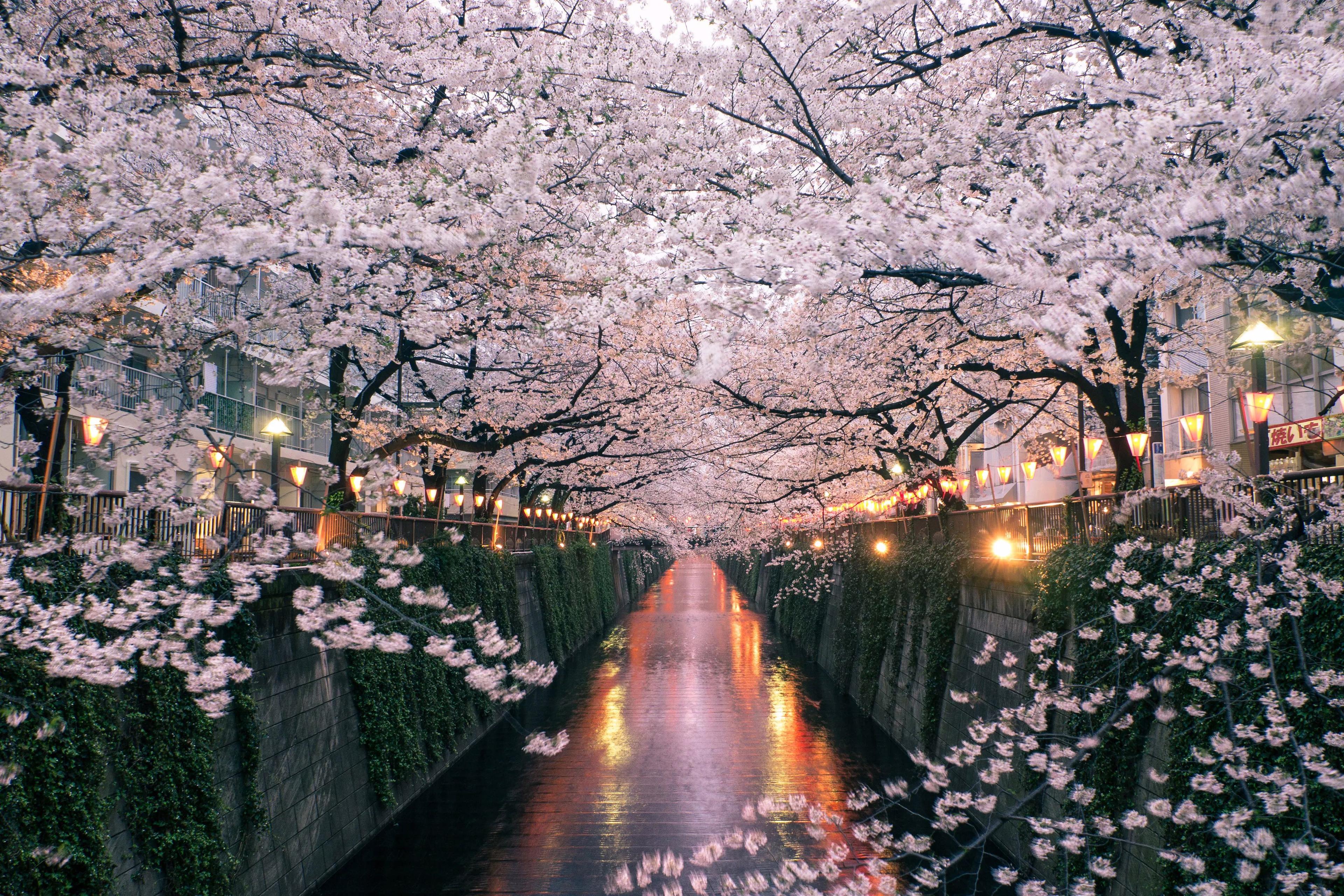 Japan in Cherry Blossom Season