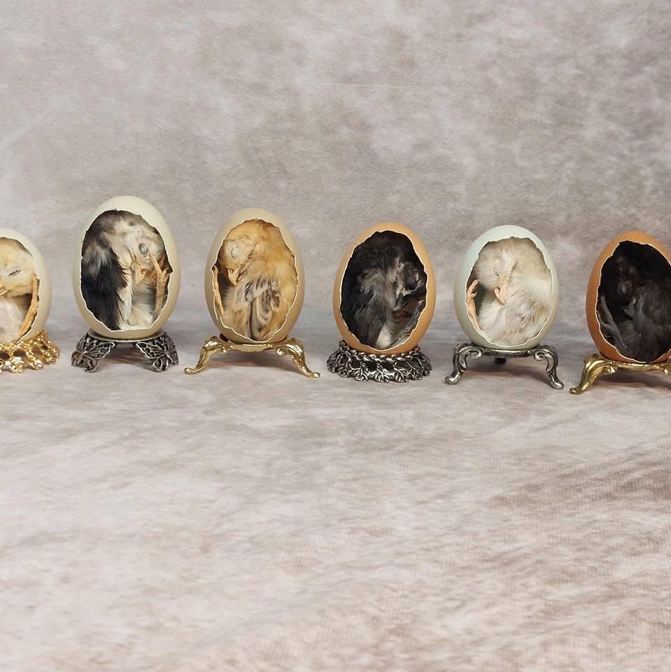 Chickens, egg chicks and other taxidermy birds available!
