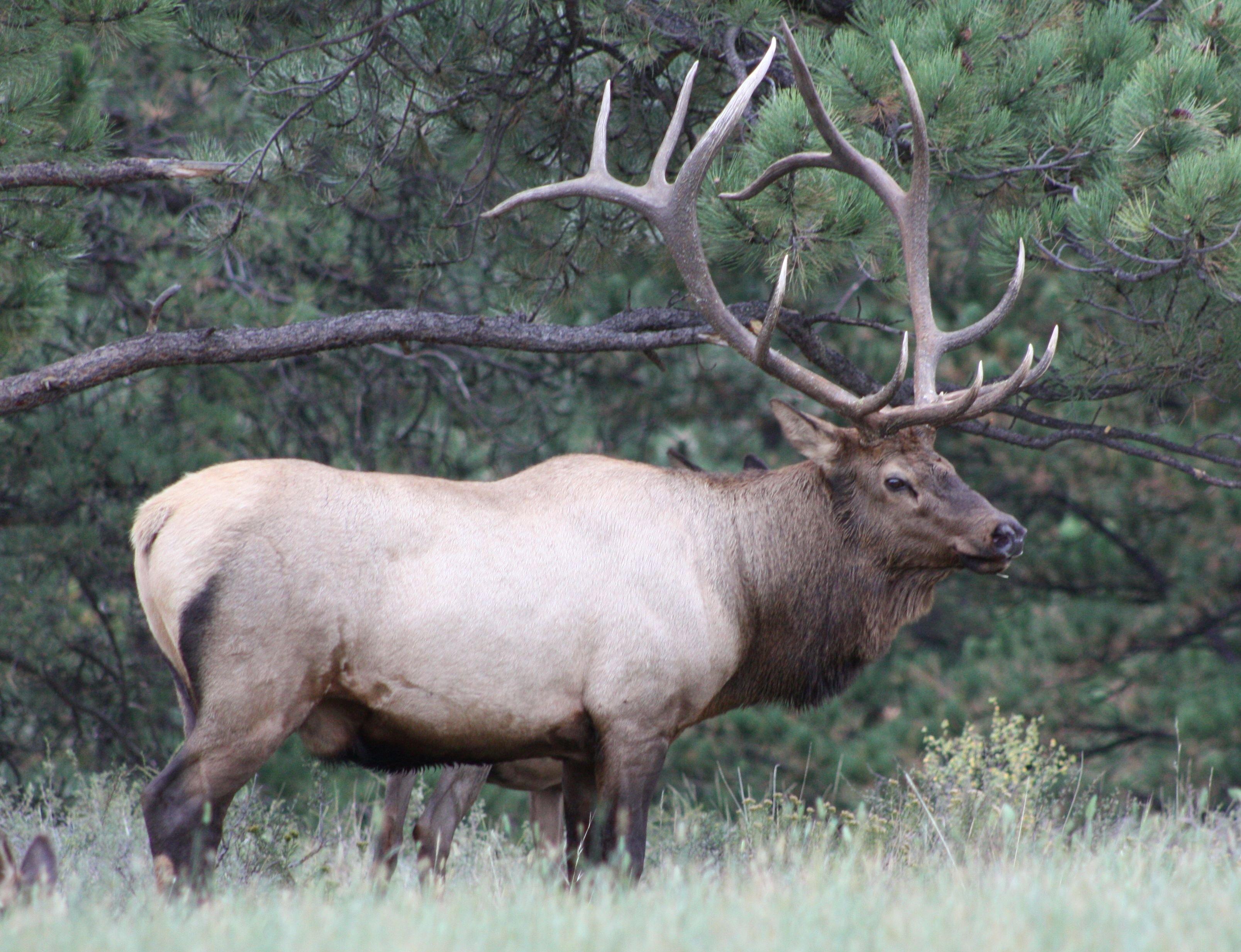 Embarking on an elk hunting adventure is a truly exhilarating experience!