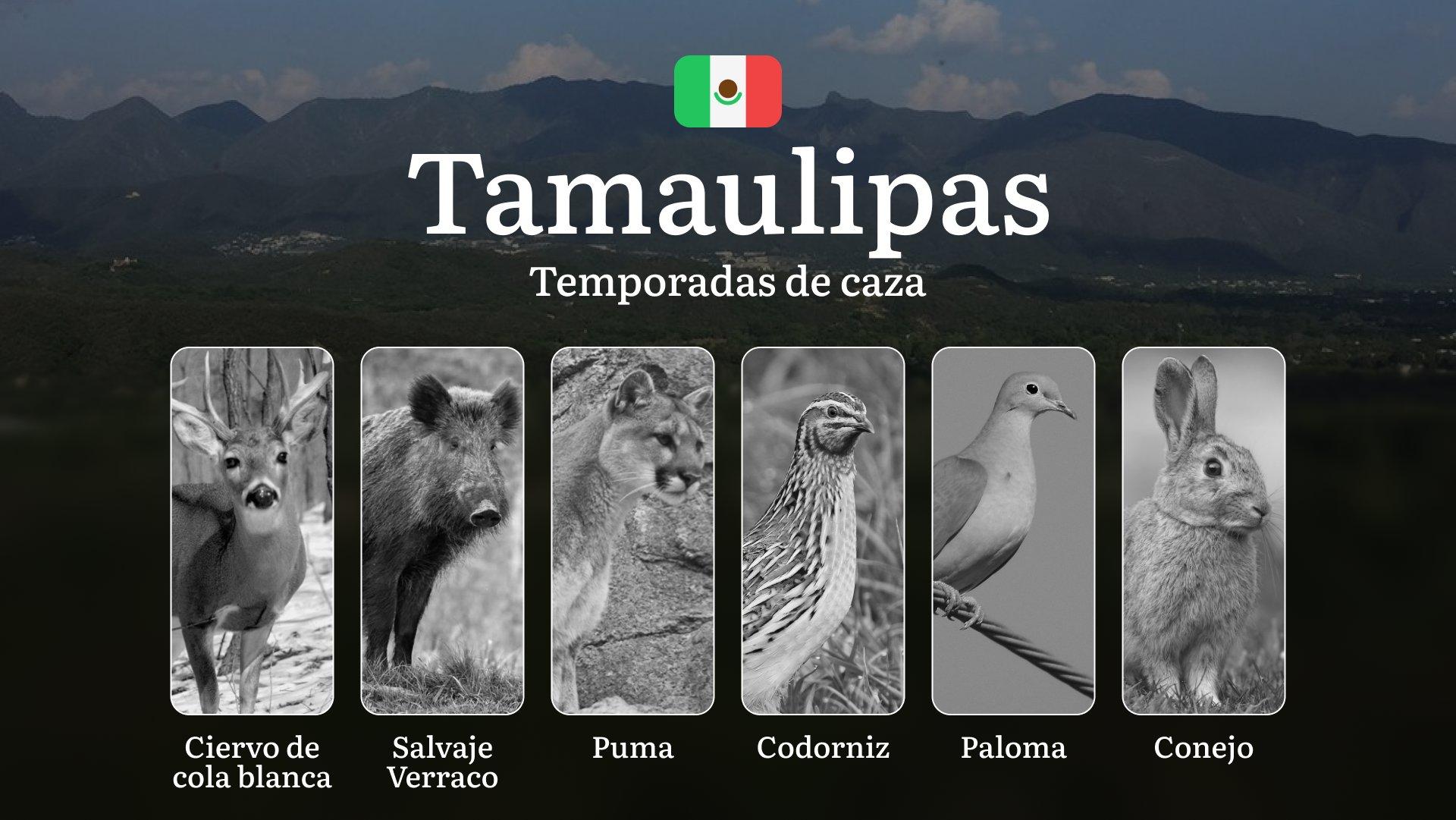 Temporadas y períodos de caza en Tamaulipas: Fechas, Regulaciones y Mejores Épocas para la Cacería