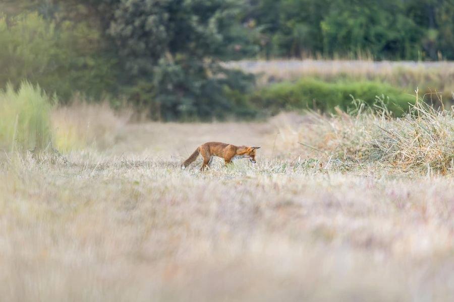 Mon premier renard🦊