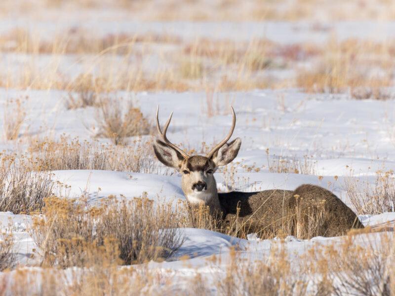 Hunting in Utah