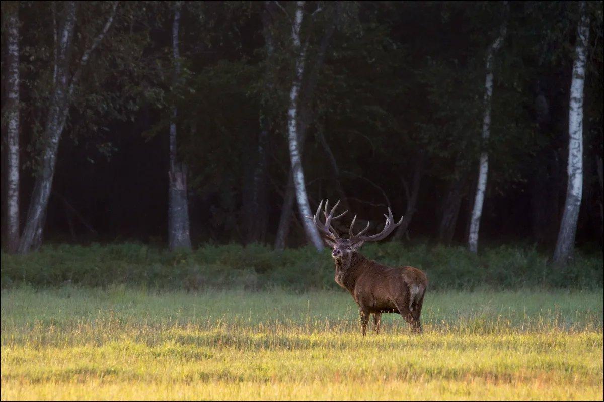 Bowhunting for red deer in Belarus is an unforgettable experience for any hunting enthusiast.