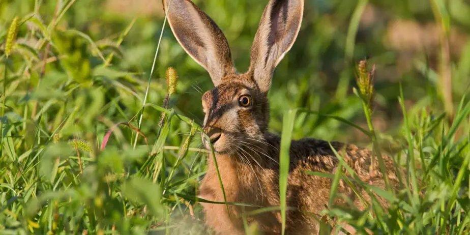 ATC Piacenza 1, vorzeitige Schließung der Hasenjagd angeordnet